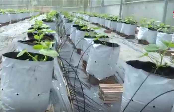 Khoa học và Công nghệ  - Nhiệm vụ Khoa học và công nghệ ứng dụng chuyển giao tiến bộ khoa học và công nghệ (07-01-2020)